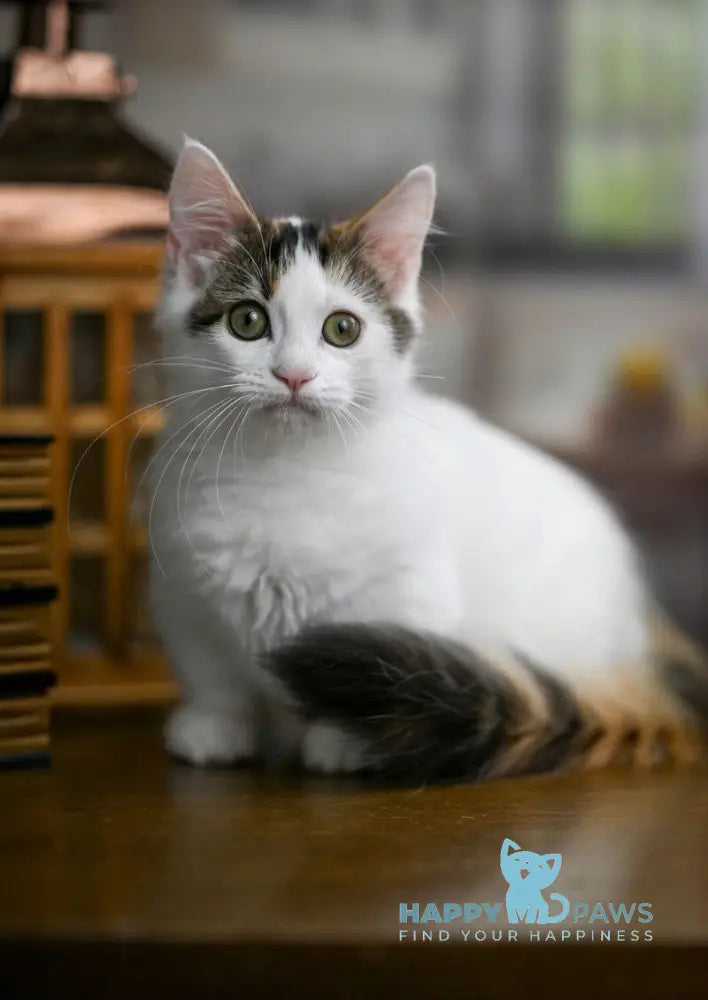 Estrelita Munchkin female black tortie van live animals