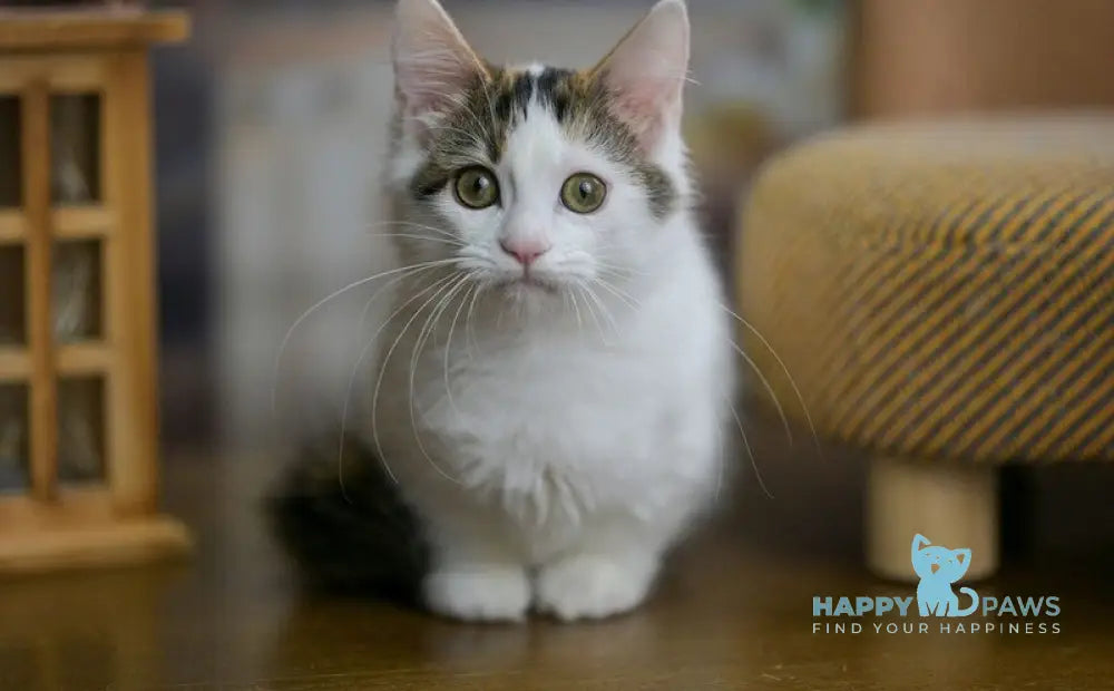 Estrelita Munchkin female black tortie van live animals