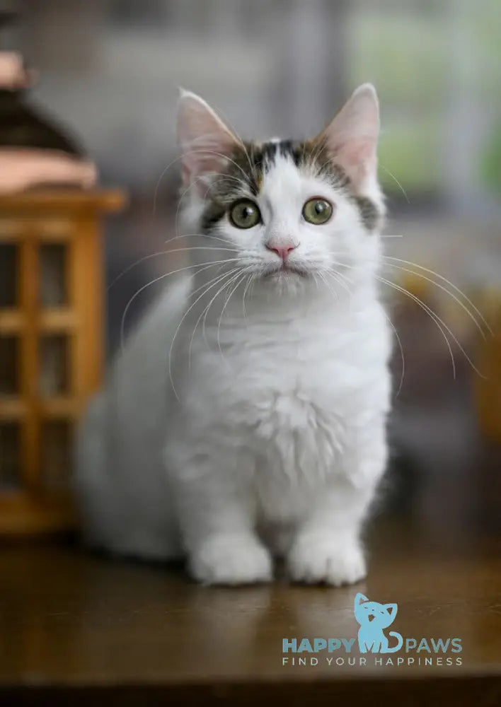 Estrelita Munchkin female black tortie van live animals