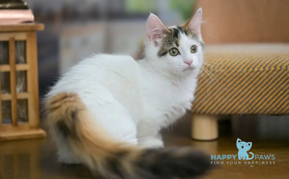 Estrelita Munchkin female black tortie van live animals