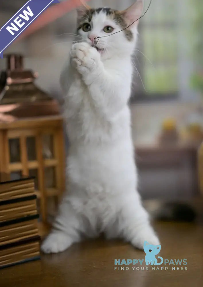 Estrelita Munchkin female black tortie van live animals