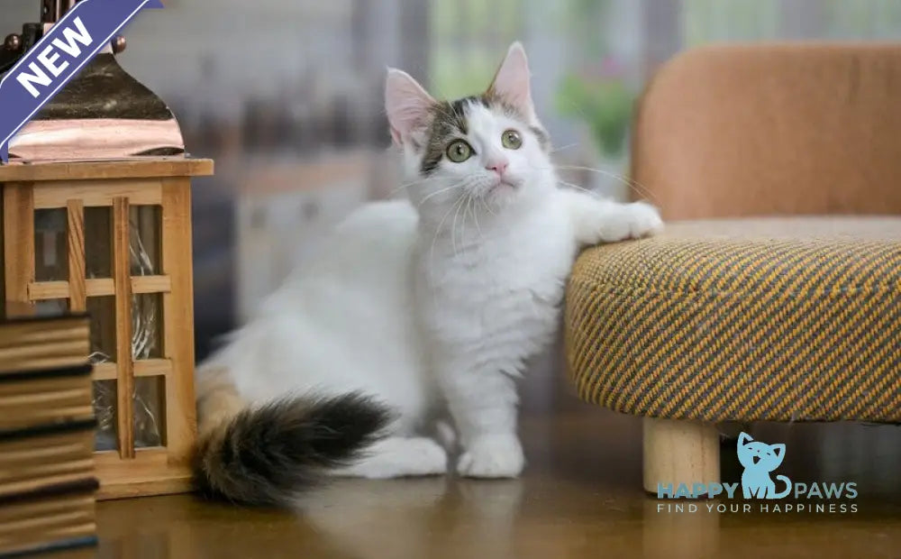 Estrelita Munchkin female black tortie van live animals