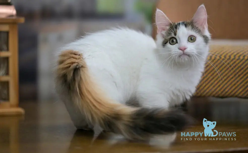 Estrelita Munchkin female black tortie van live animals