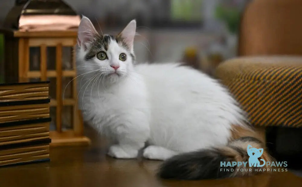 Estrelita Munchkin female black tortie van live animals