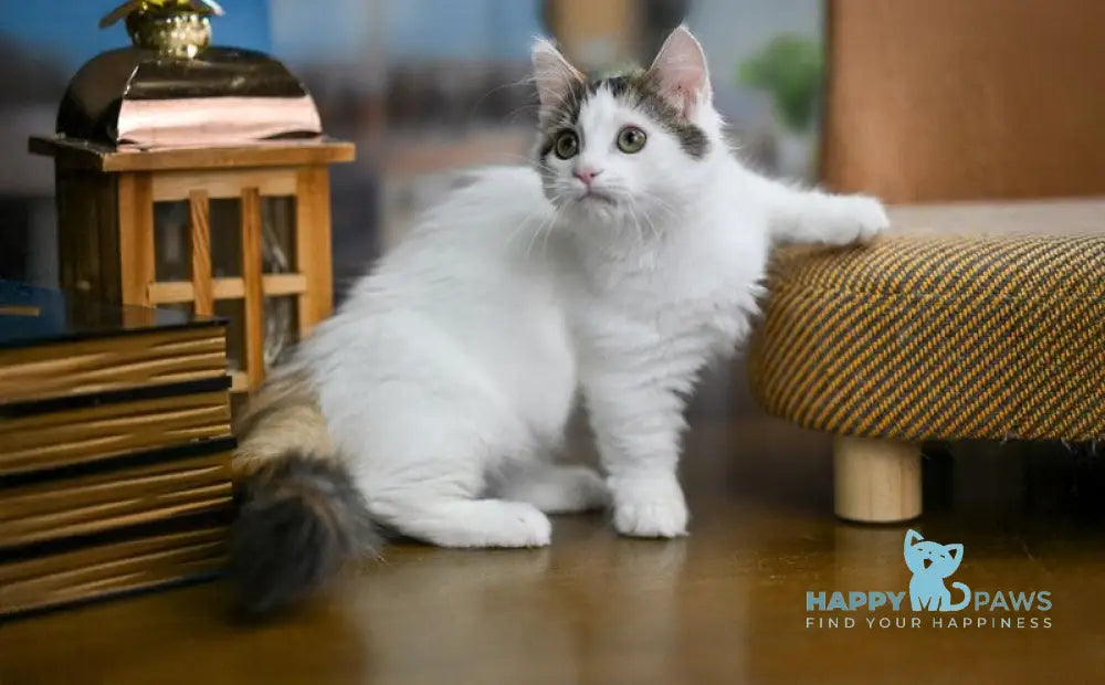 Estrelita Munchkin female black tortie van live animals