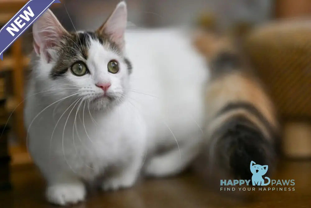 Estrelita Munchkin female black tortie van live animals