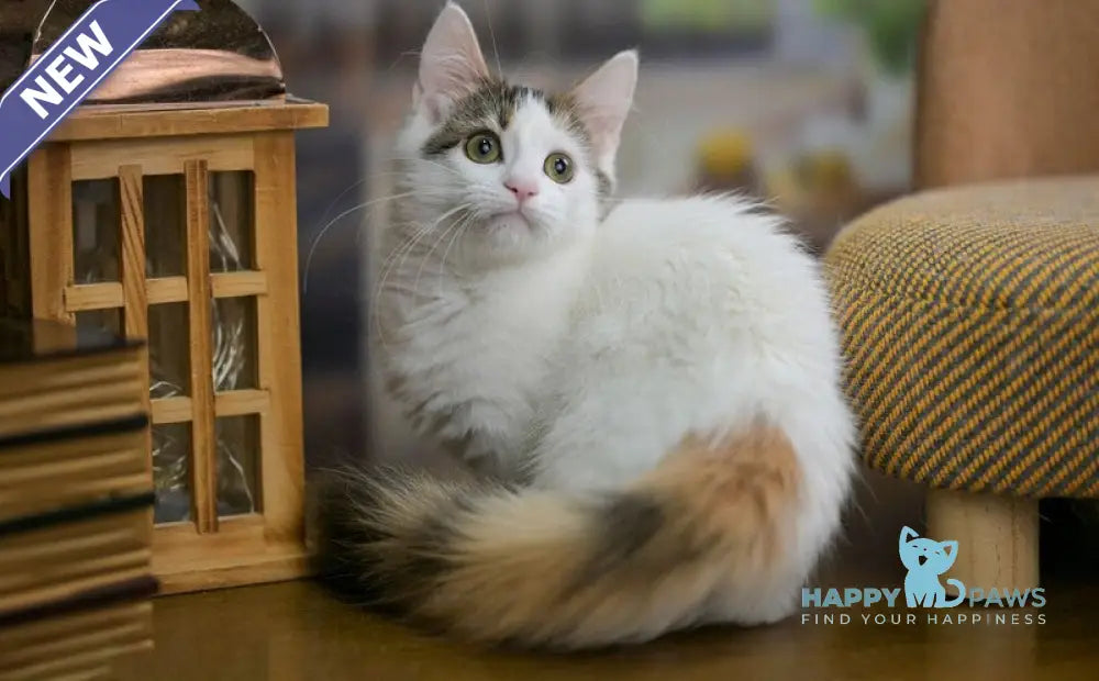 Estrelita Munchkin female black tortie van live animals