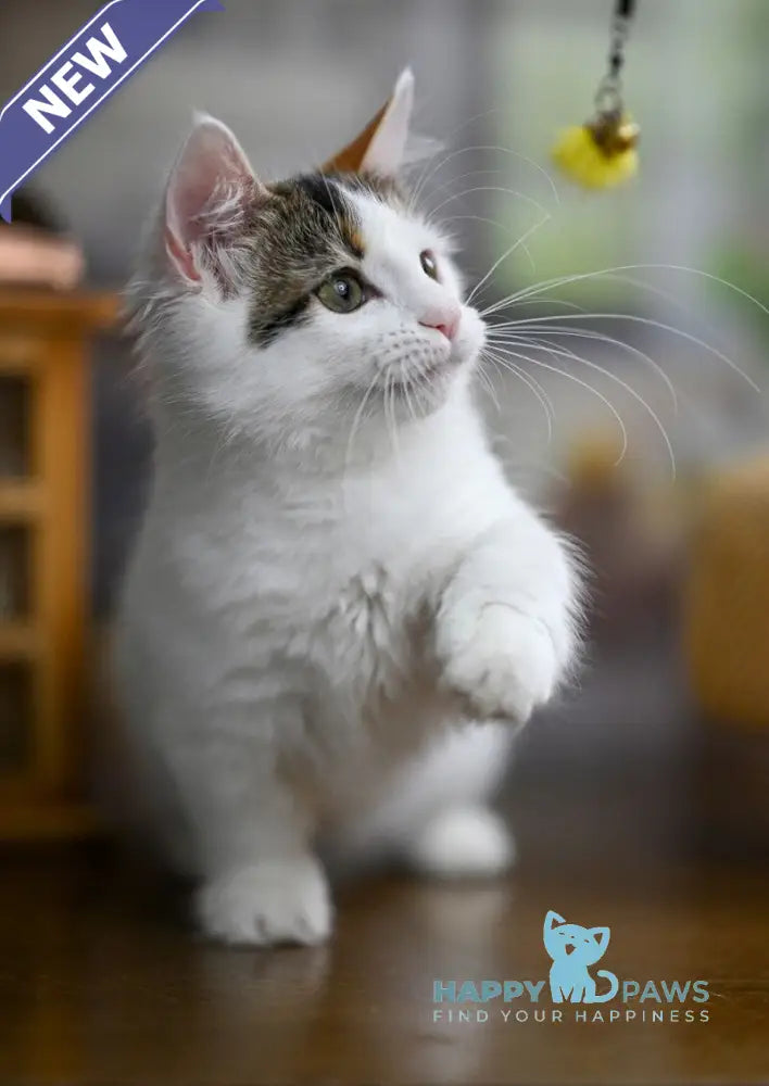 Estrelita Munchkin female black tortie van live animals