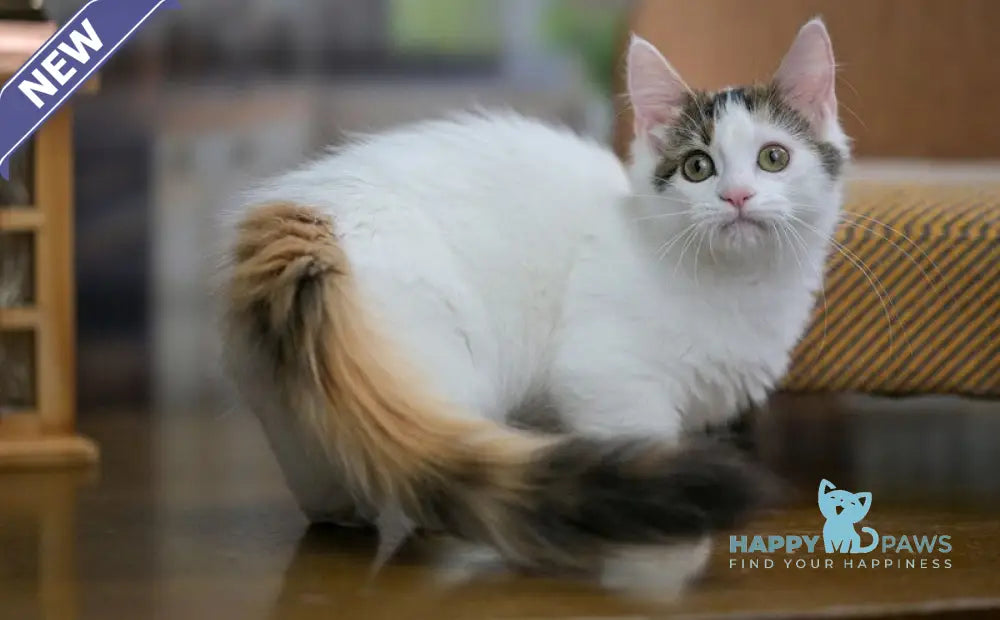 Estrelita Munchkin female black tortie van live animals