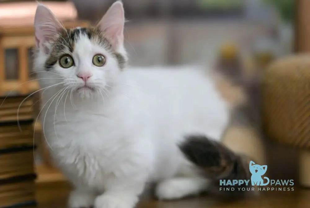 Estrelita Munchkin female black tortie van live animals