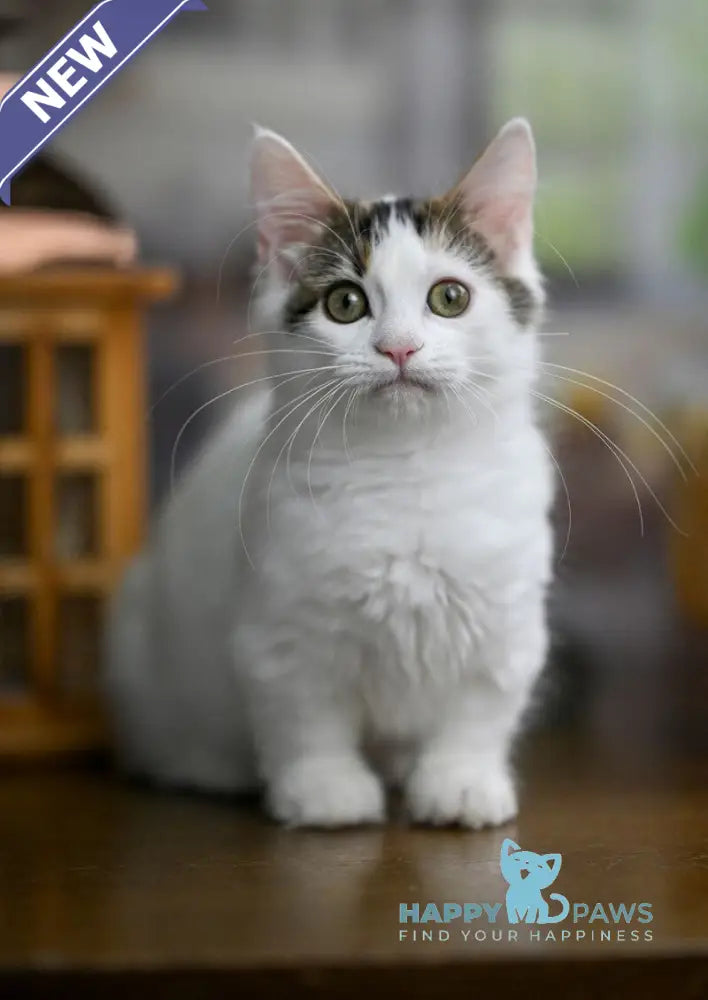 Estrelita Munchkin female black tortie van live animals