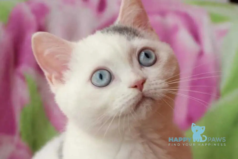 Etic British Shorthair male blue van live animals