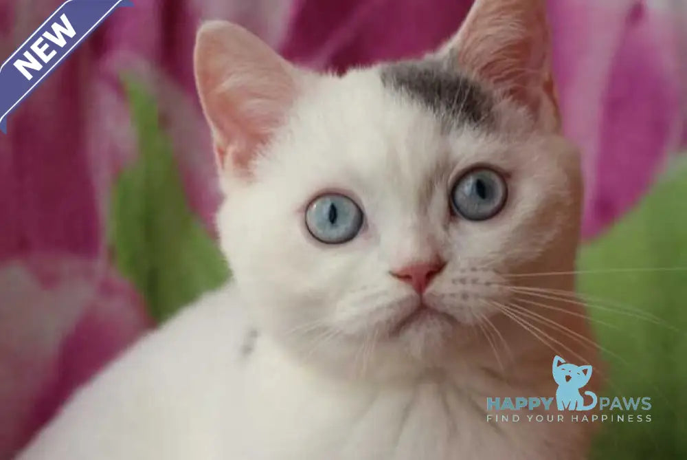 Etic British Shorthair male blue van live animals