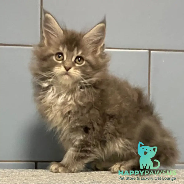 Etna Maine Coon female blue tabby - live animals