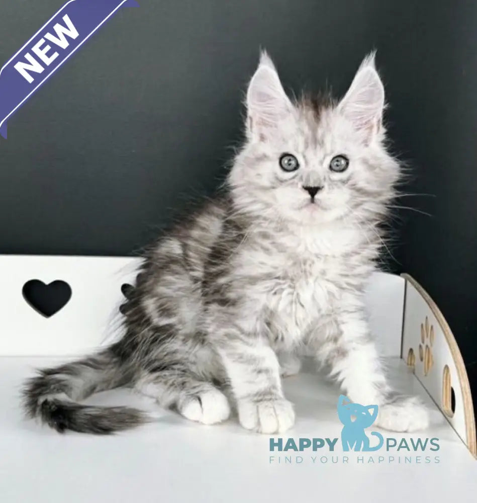 Eugene Maine Coon male black silver tabby live animals