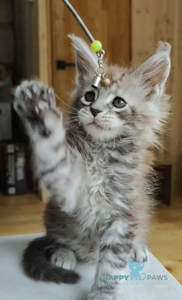 Eugene Maine Coon male black silver tabby live animals