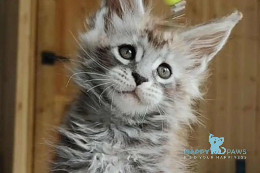 Eugene Maine Coon male black silver tabby live animals