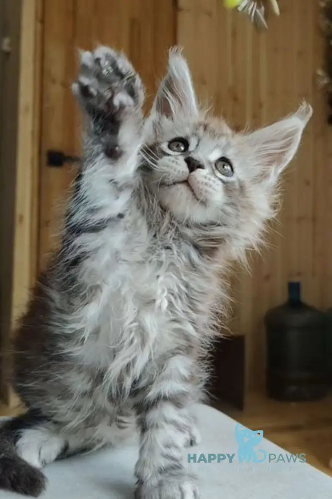 Eugene Maine Coon male black silver tabby live animals