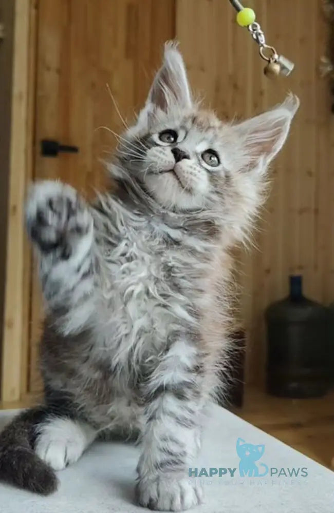 Eugene Maine Coon male black silver tabby live animals