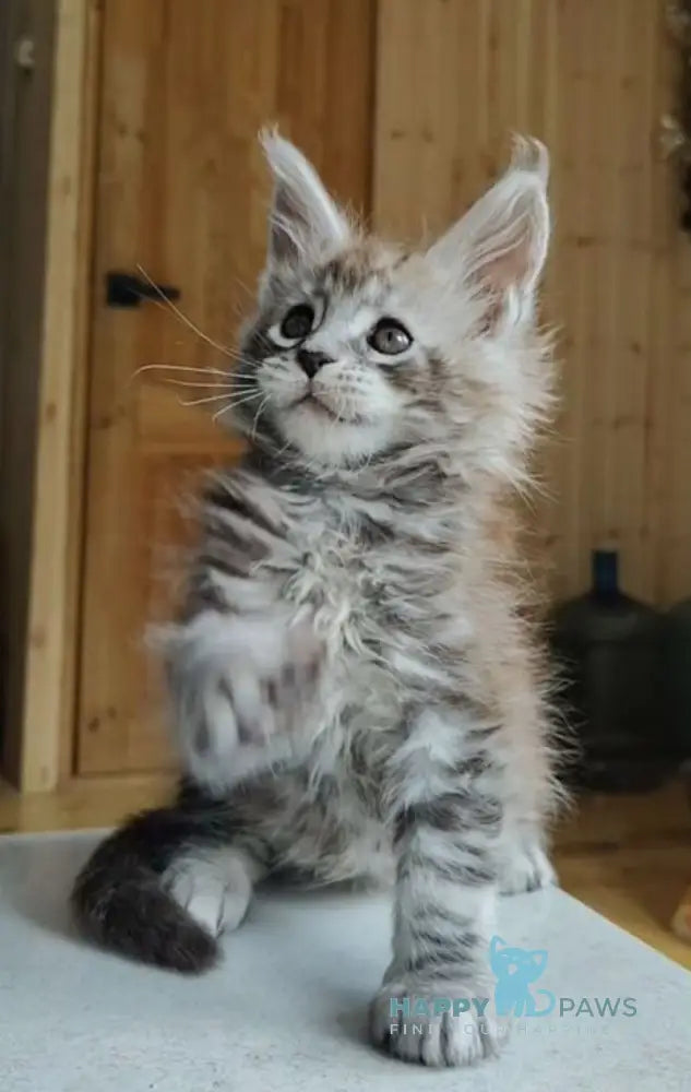 Eugene Maine Coon male black silver tabby live animals