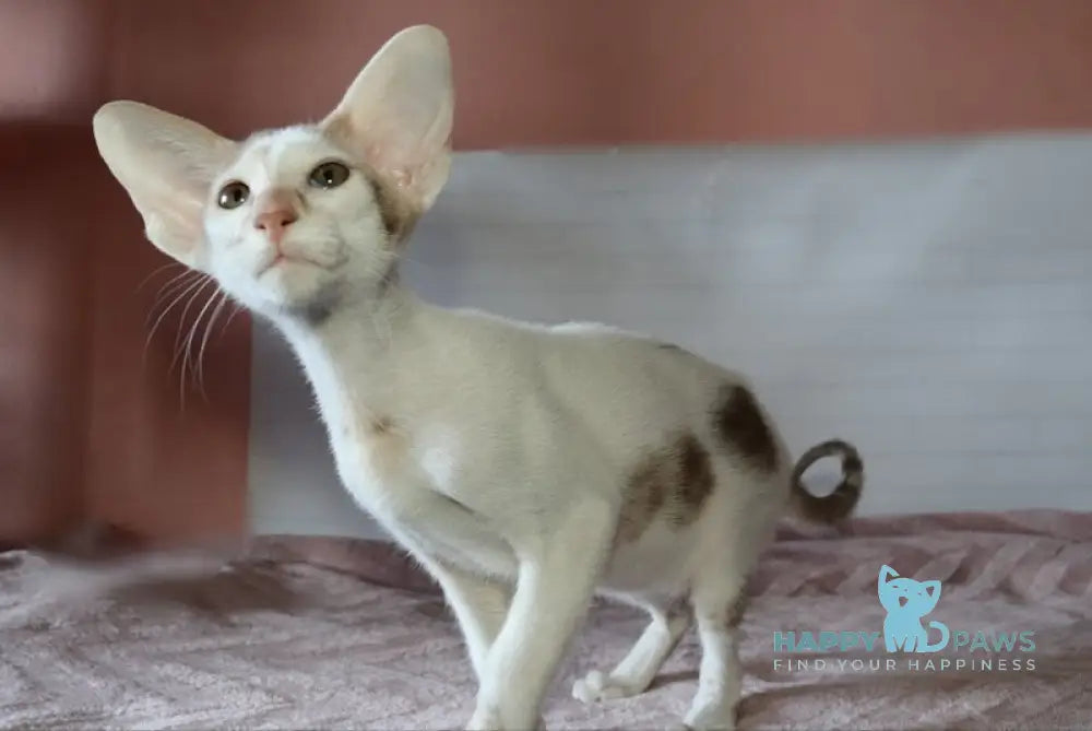 Eunice Oriental Shorthair male chocolate bicolour live animals
