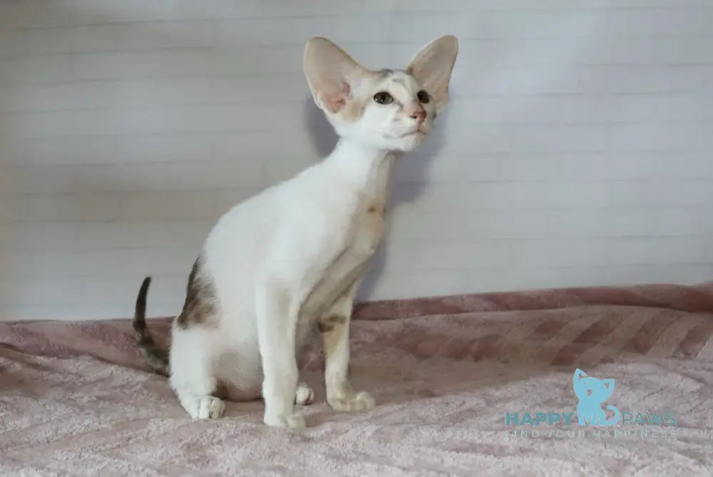Eunice Oriental Shorthair male chocolate bicolour live animals