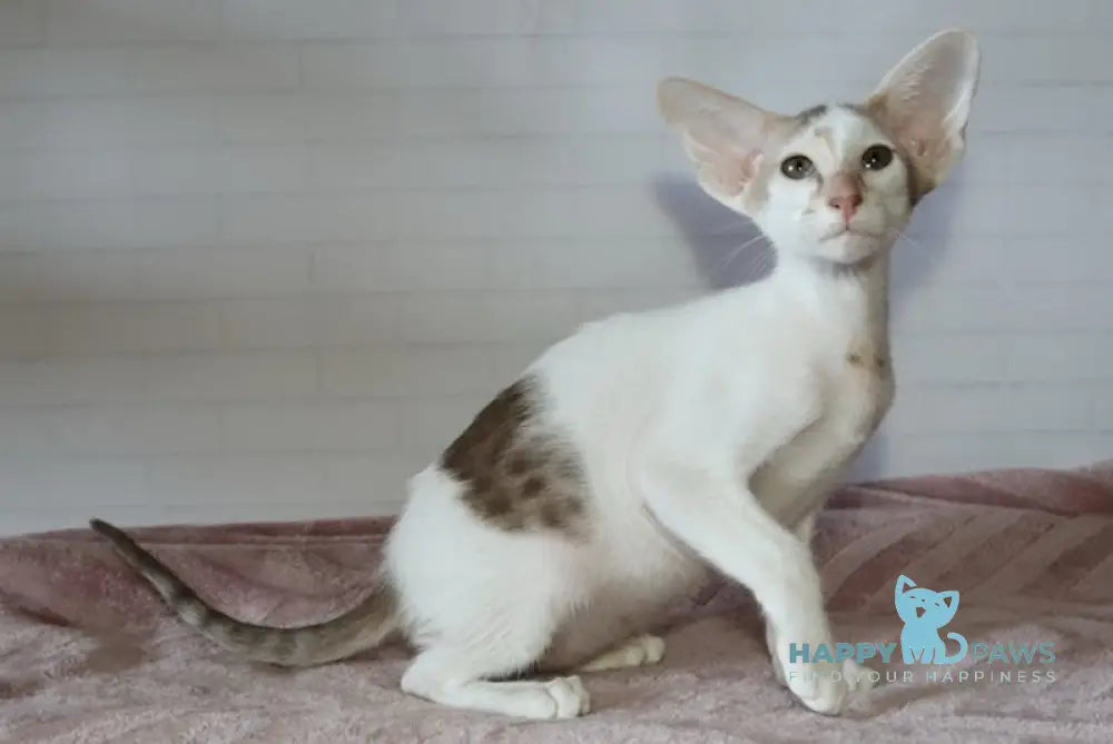 Eunice Oriental Shorthair male chocolate bicolour live animals
