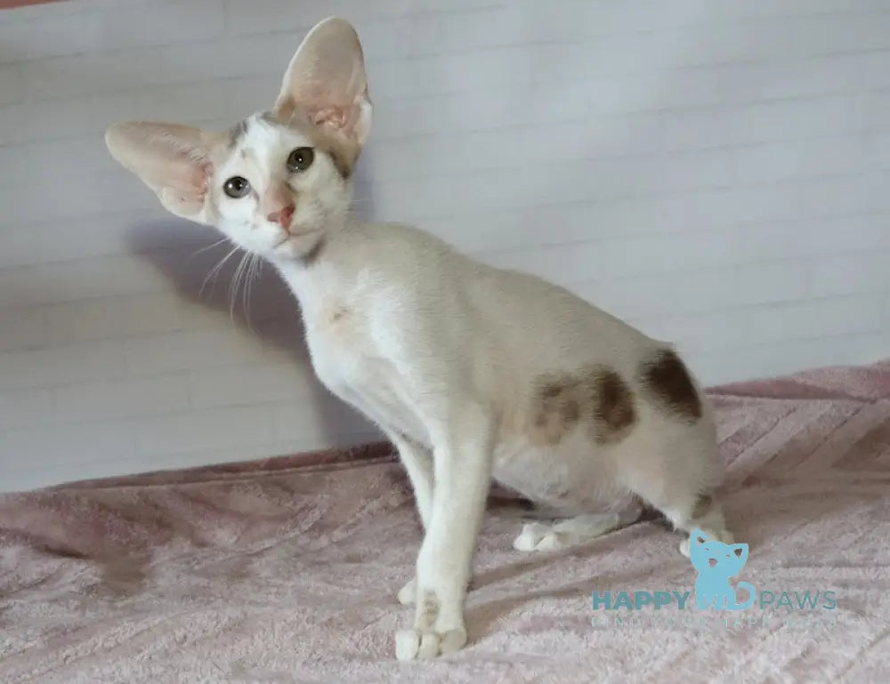 Eunice Oriental Shorthair male chocolate bicolour live animals