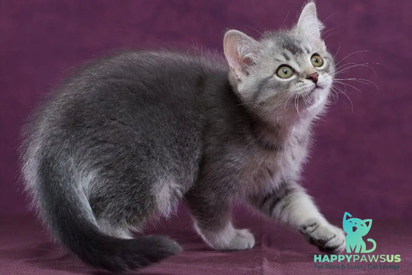 Eustace Scottish Straight male blue silver ticked tabby - live animals