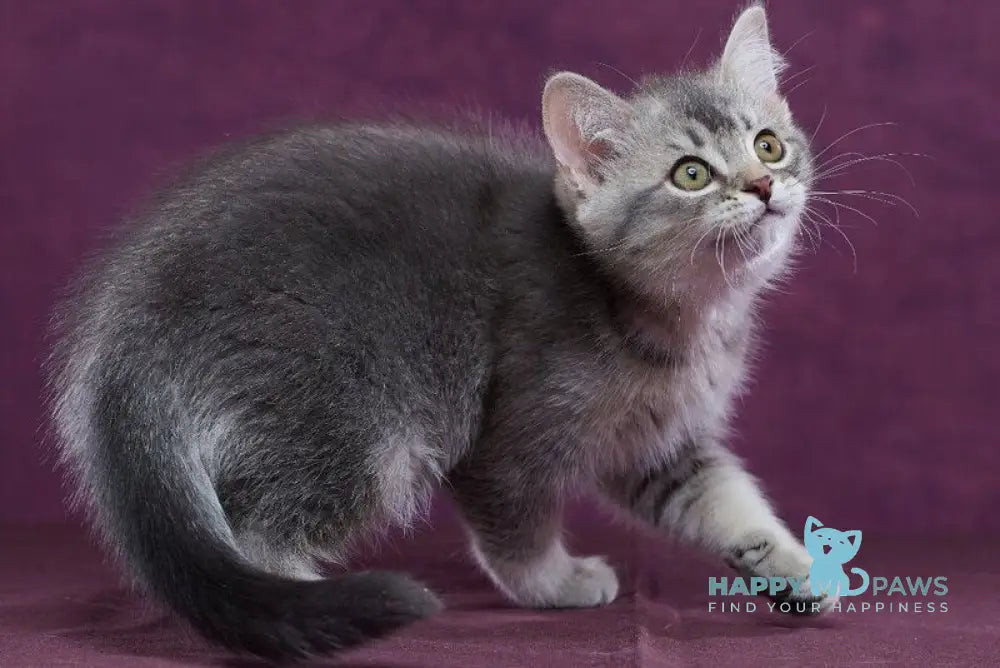 Eustace Scottish Straight male blue silver ticked tabby - live animals