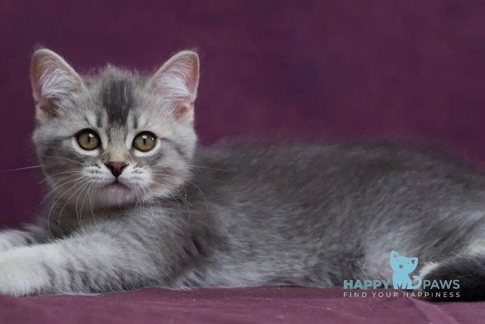 Eustace Scottish Straight male blue silver ticked tabby - live animals