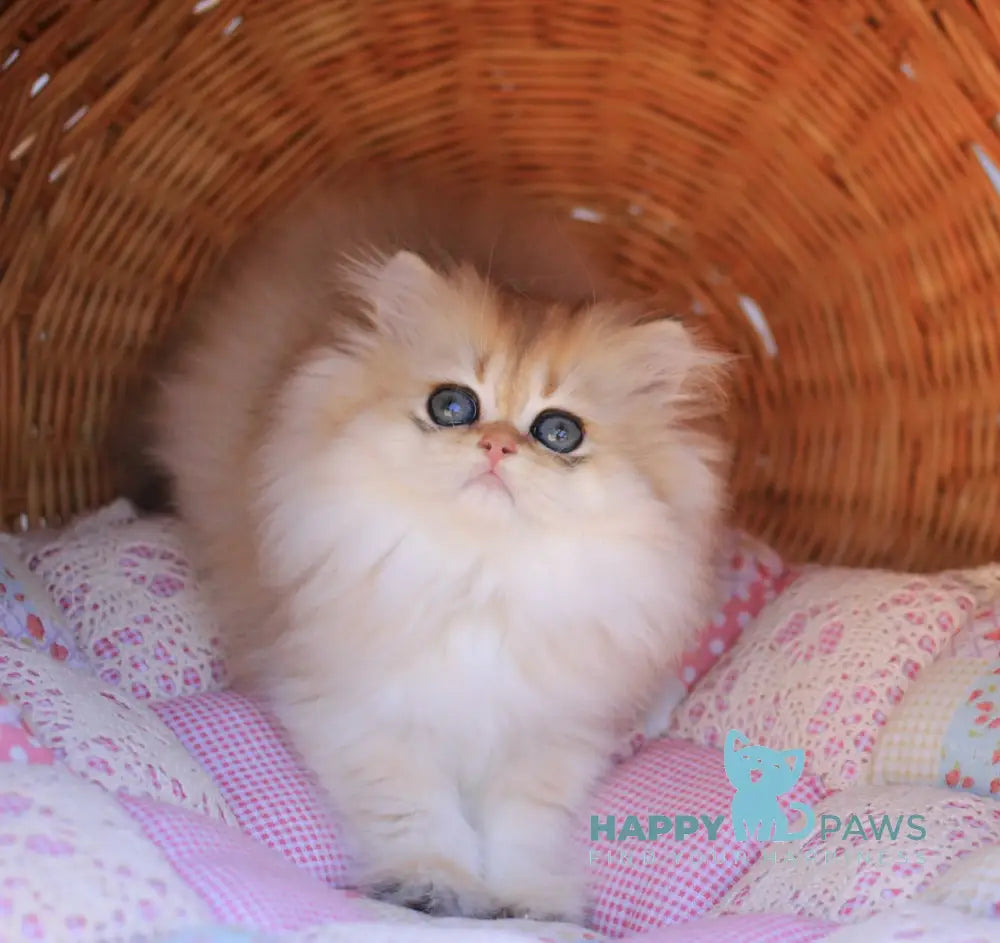 Eva British Longhair female black golden shaded live animals