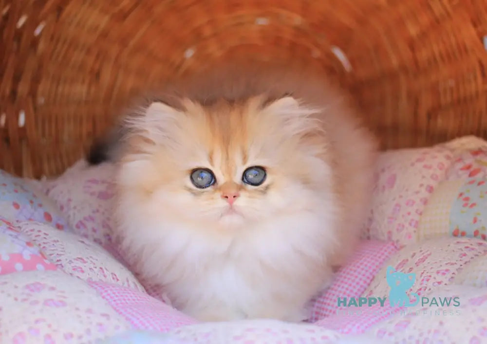 Eva British Longhair female black golden shaded live animals