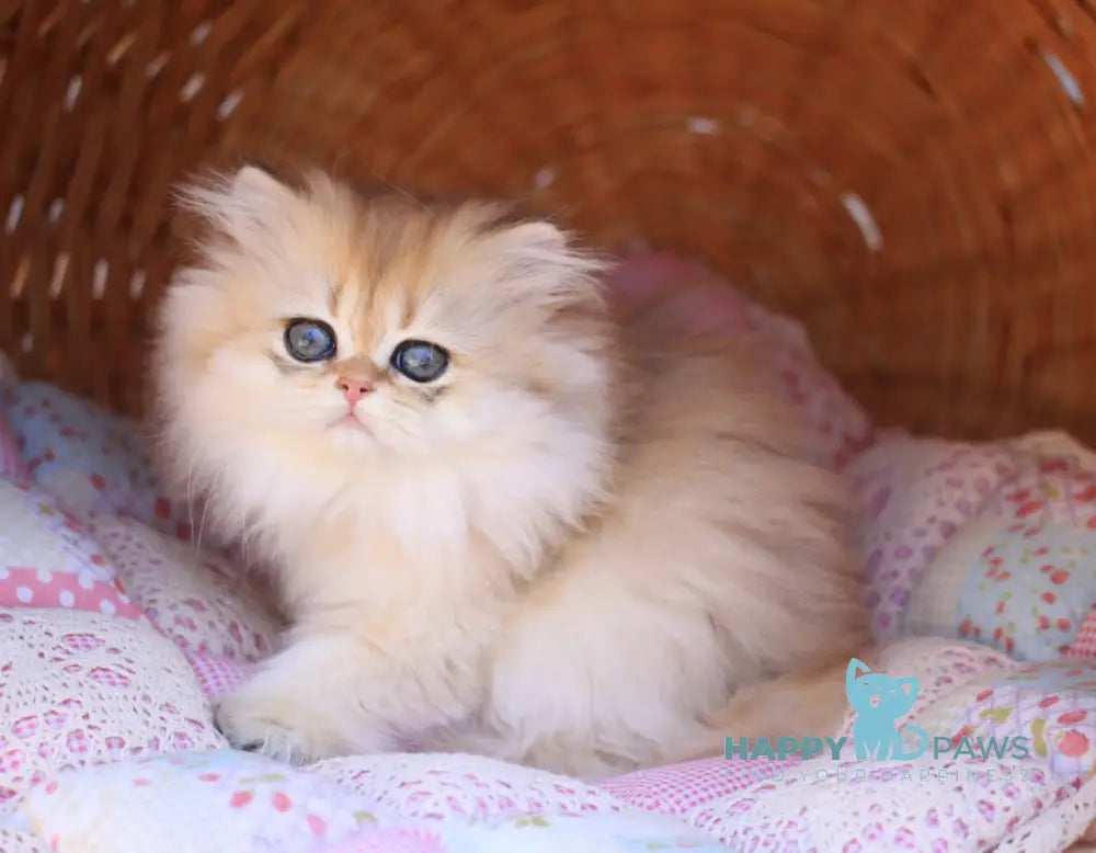 Eva British Longhair female black golden shaded live animals
