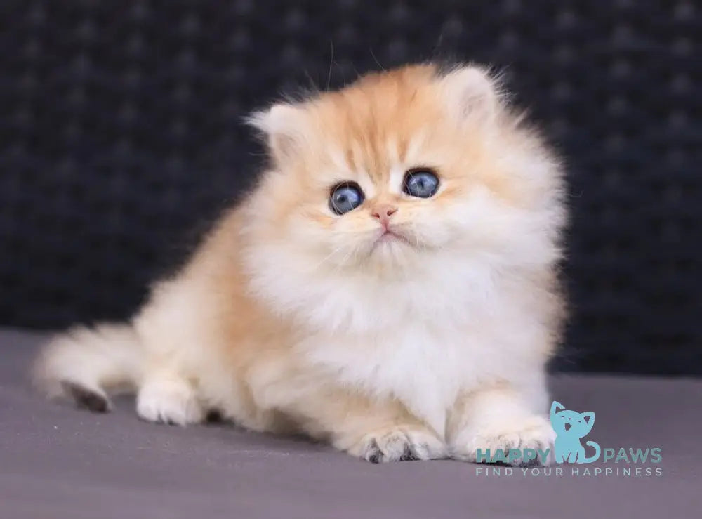 Eva British Longhair female black golden shaded live animals