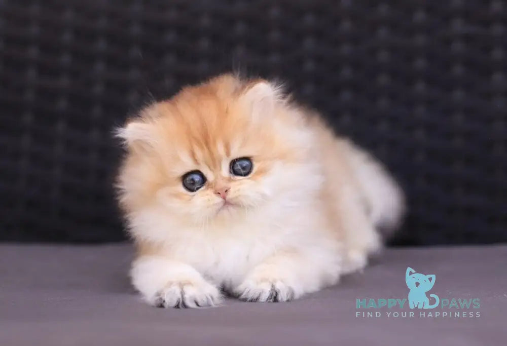 Eva British Longhair female black golden shaded live animals