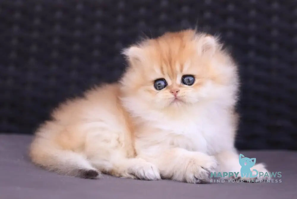 Eva British Longhair female black golden shaded live animals