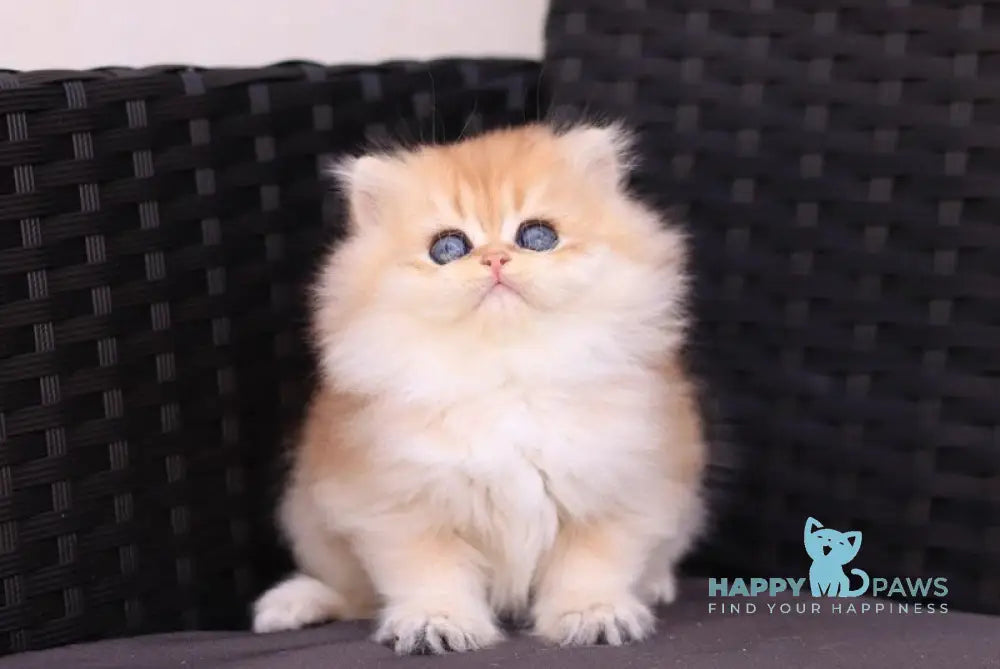 Eva British Longhair female black golden shaded live animals