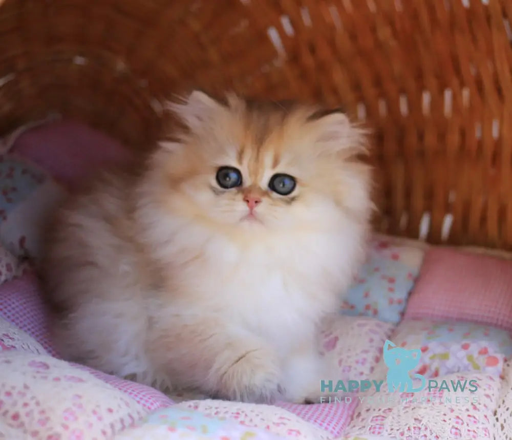 Eva British Longhair female black golden shaded live animals