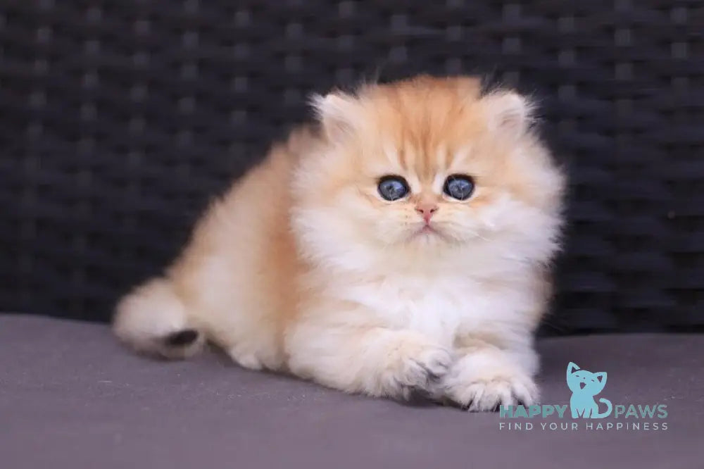 Eva British Longhair female black golden shaded live animals