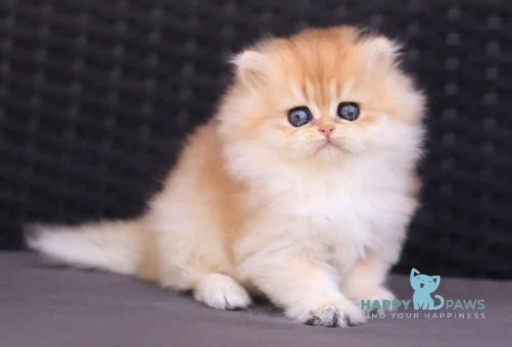 Eva British Longhair female black golden shaded live animals