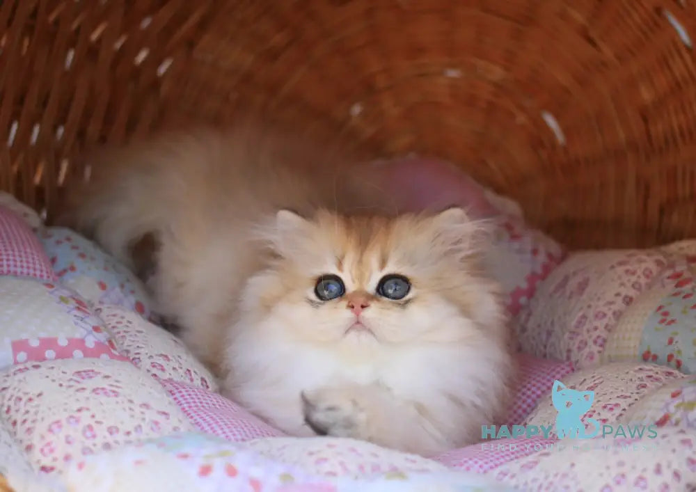 Eva British Longhair female black golden shaded live animals