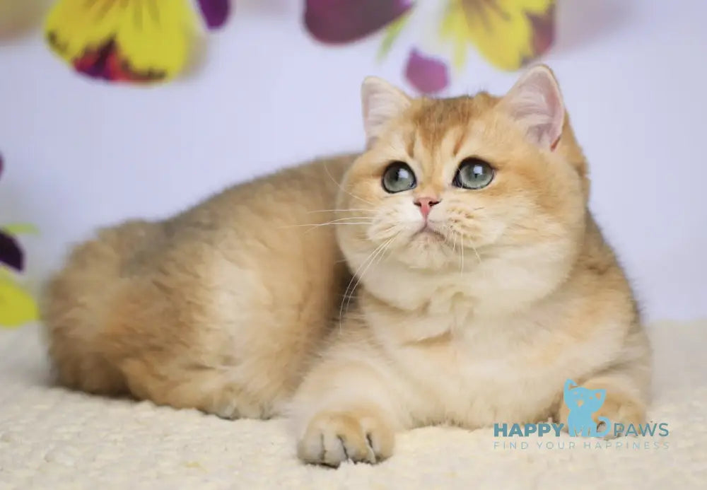 Eva British Longhair female black golden shaded live animals
