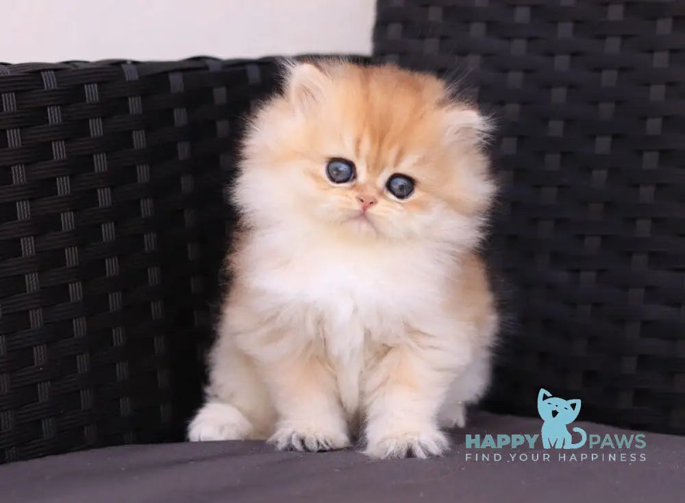 Eva British Longhair female black golden shaded live animals