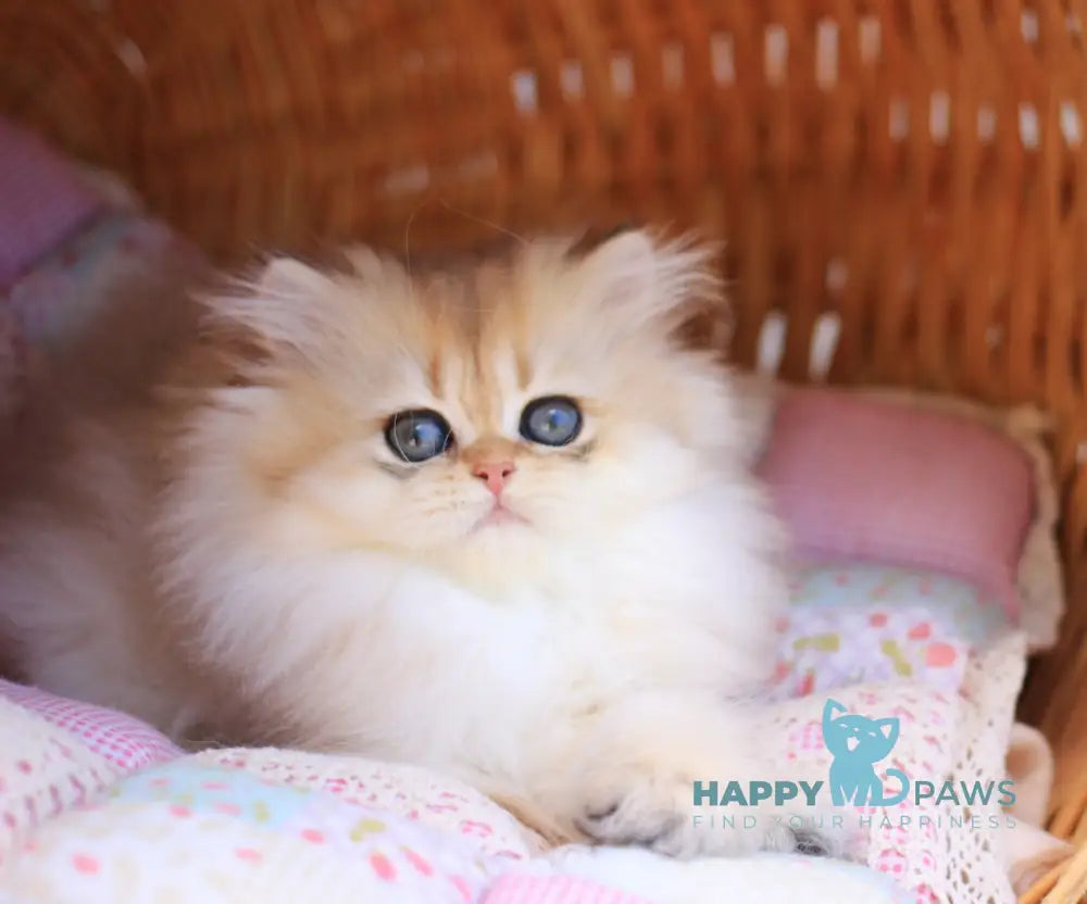 Eva British Longhair female black golden shaded live animals