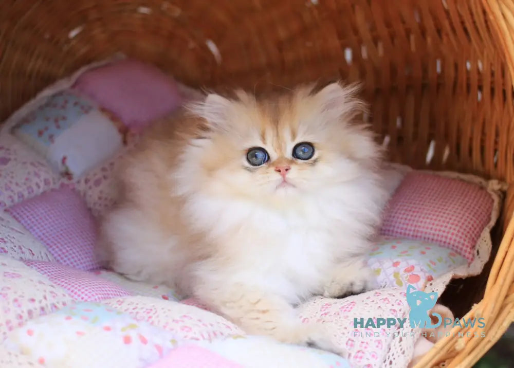 Eva British Longhair female black golden shaded live animals