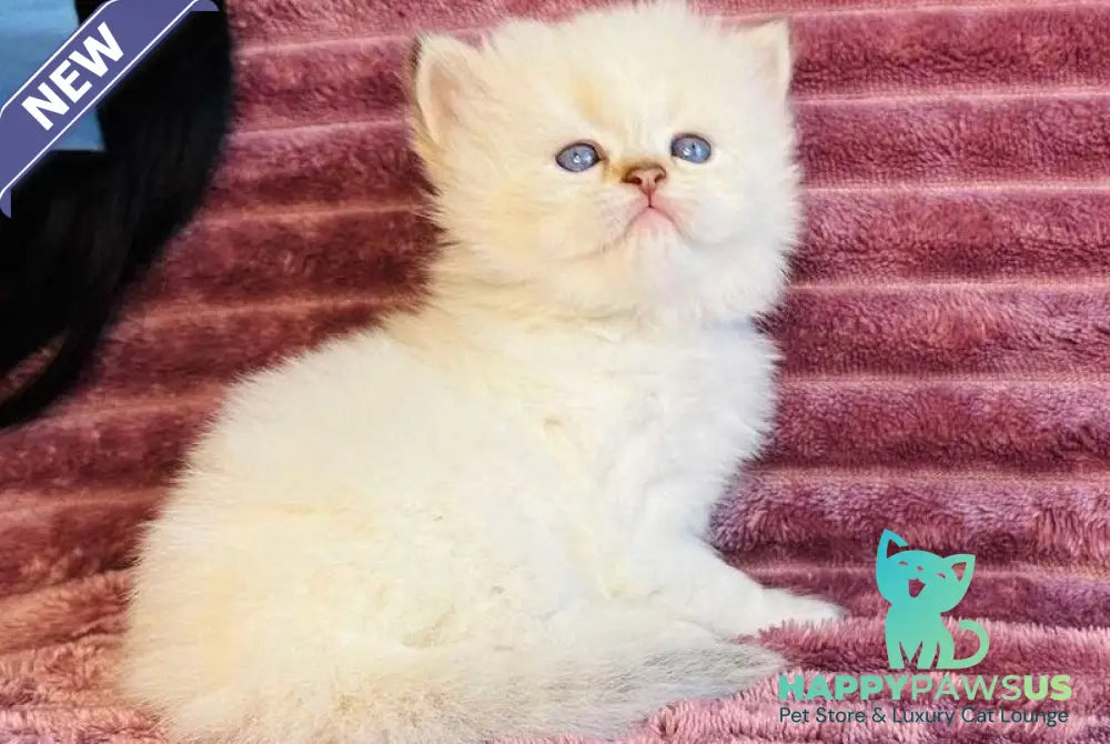 Eva British Longhair female blue golden shaded pointed - live animals