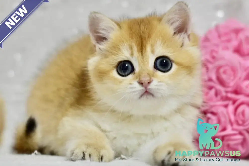 Eva British Shorthair female black golden shaded - live animals
