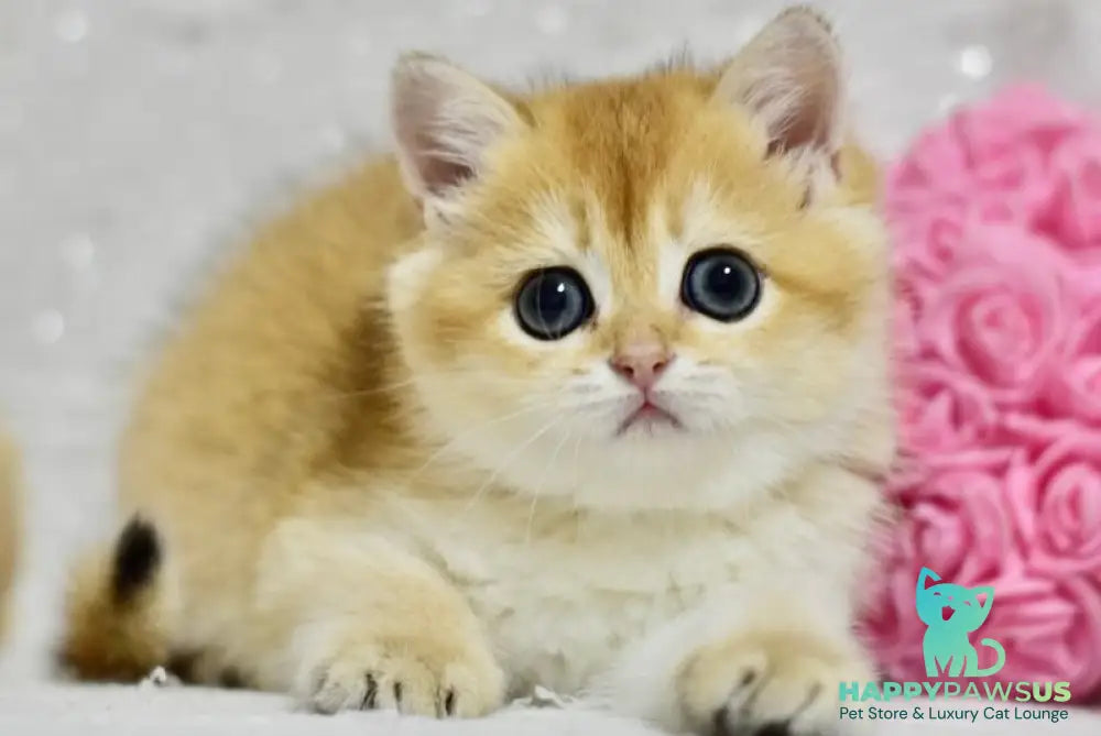 Eva British Shorthair female black golden shaded - live animals