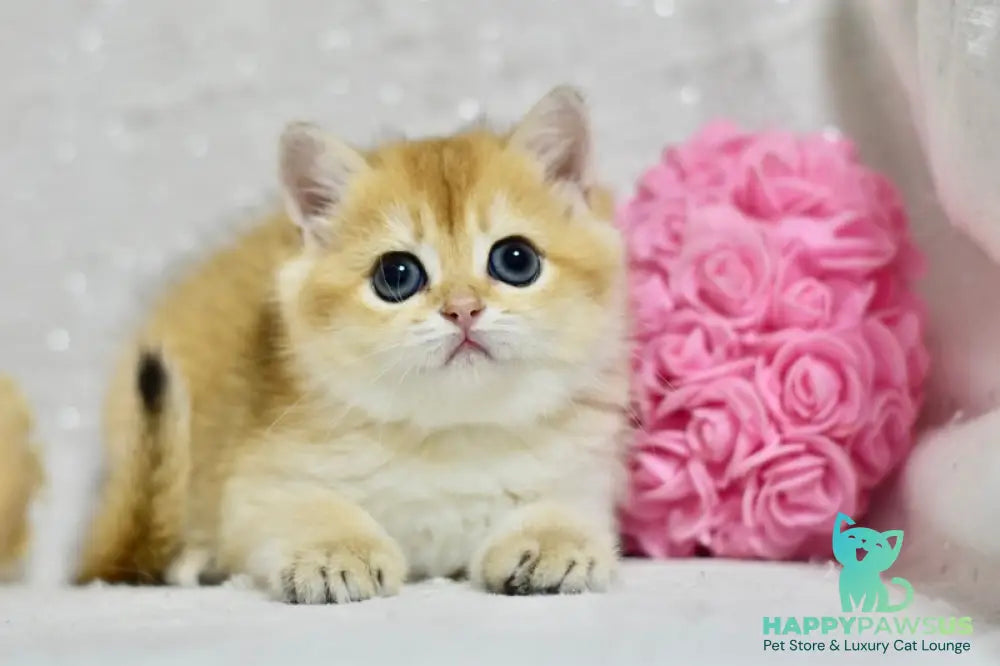 Eva British Shorthair female black golden shaded - live animals